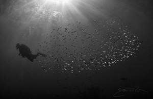 ~ Fairy Dust ~ by Geo Cloete 
